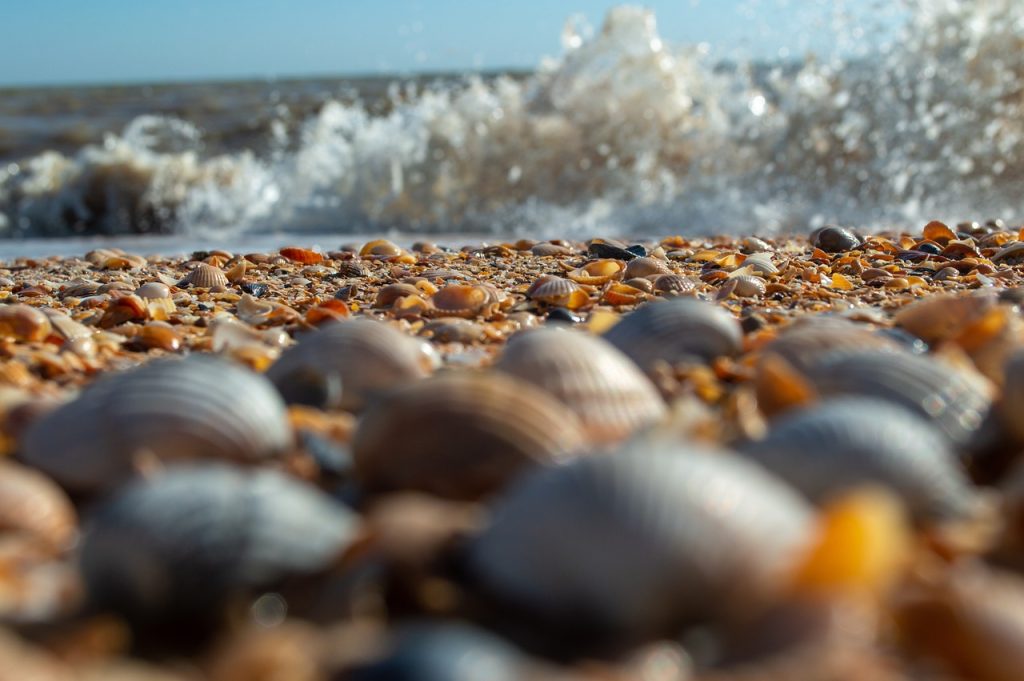 Из Могилева на автобусе: Геленджик (7 ночей)