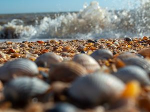 Из Могилева на автобусе: Геленджик (7 ночей)